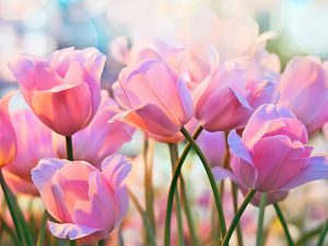 Gioi thieu doi net ve loai hoa Tulip hong
