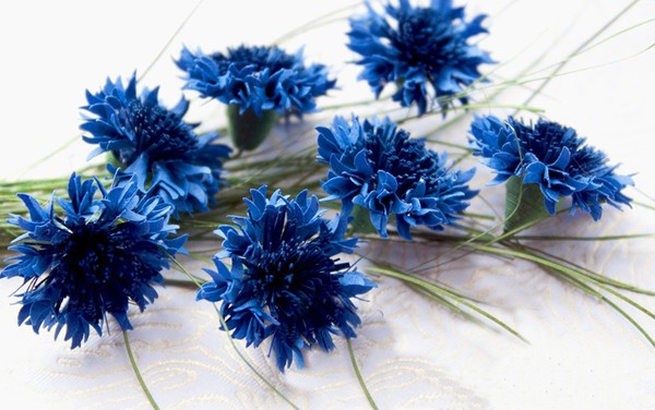 Hoa cẩm chướng xanh tượng trưng cho lòng biết ơn