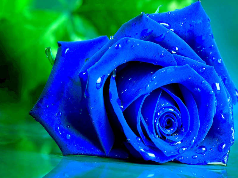 Hoa hồng được mệnh danh là nữ hoàng của các loài hoa