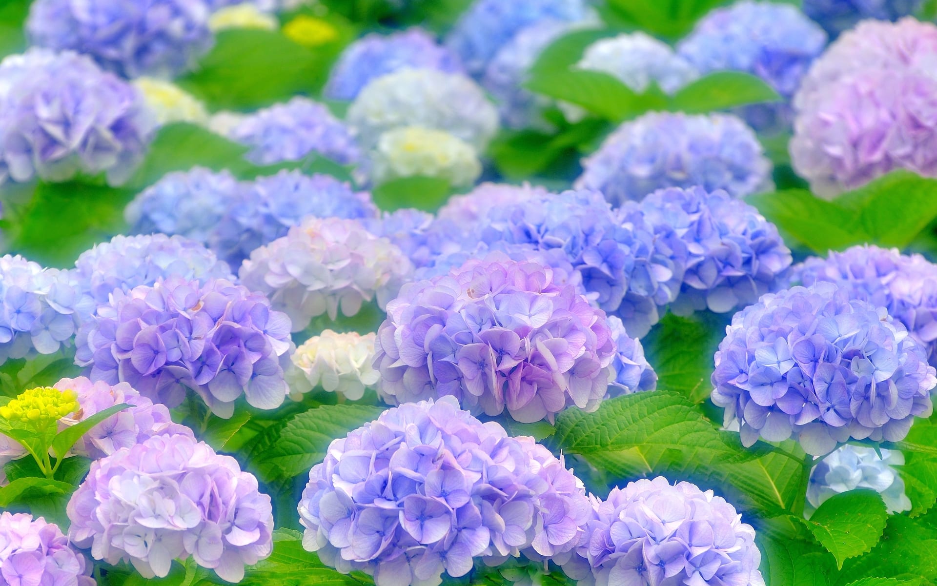 Hoa mau xanh lam