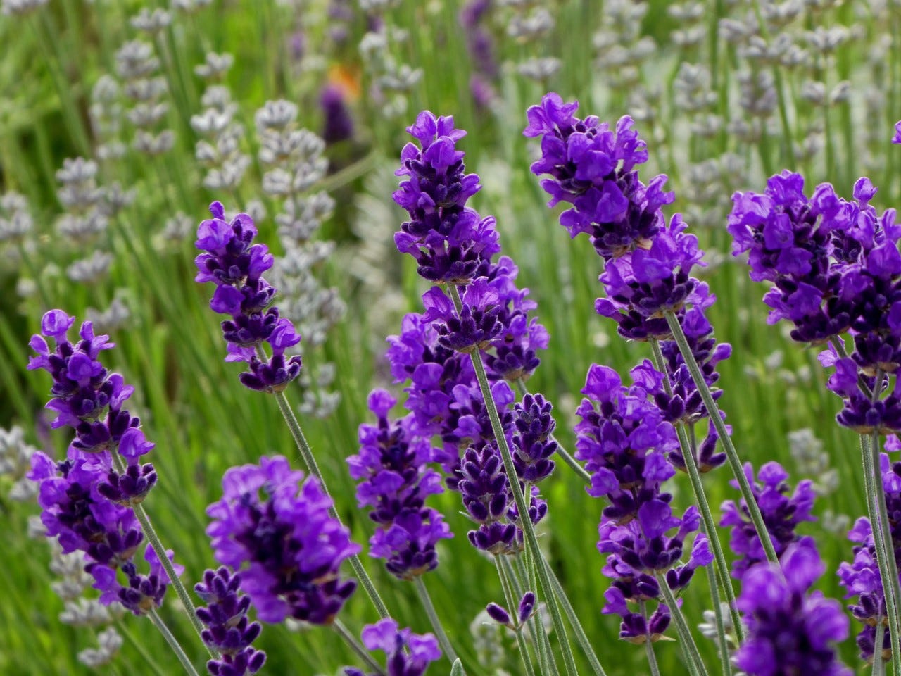 Loài hoa màu tím đậm đặc trưng như lavender mang trong mình vẻ đẹp thanh thoát, nhẹ nhàng và một chút mộng mơ.