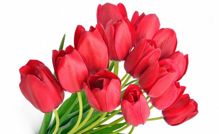 Mua hoa Tulip do o dau