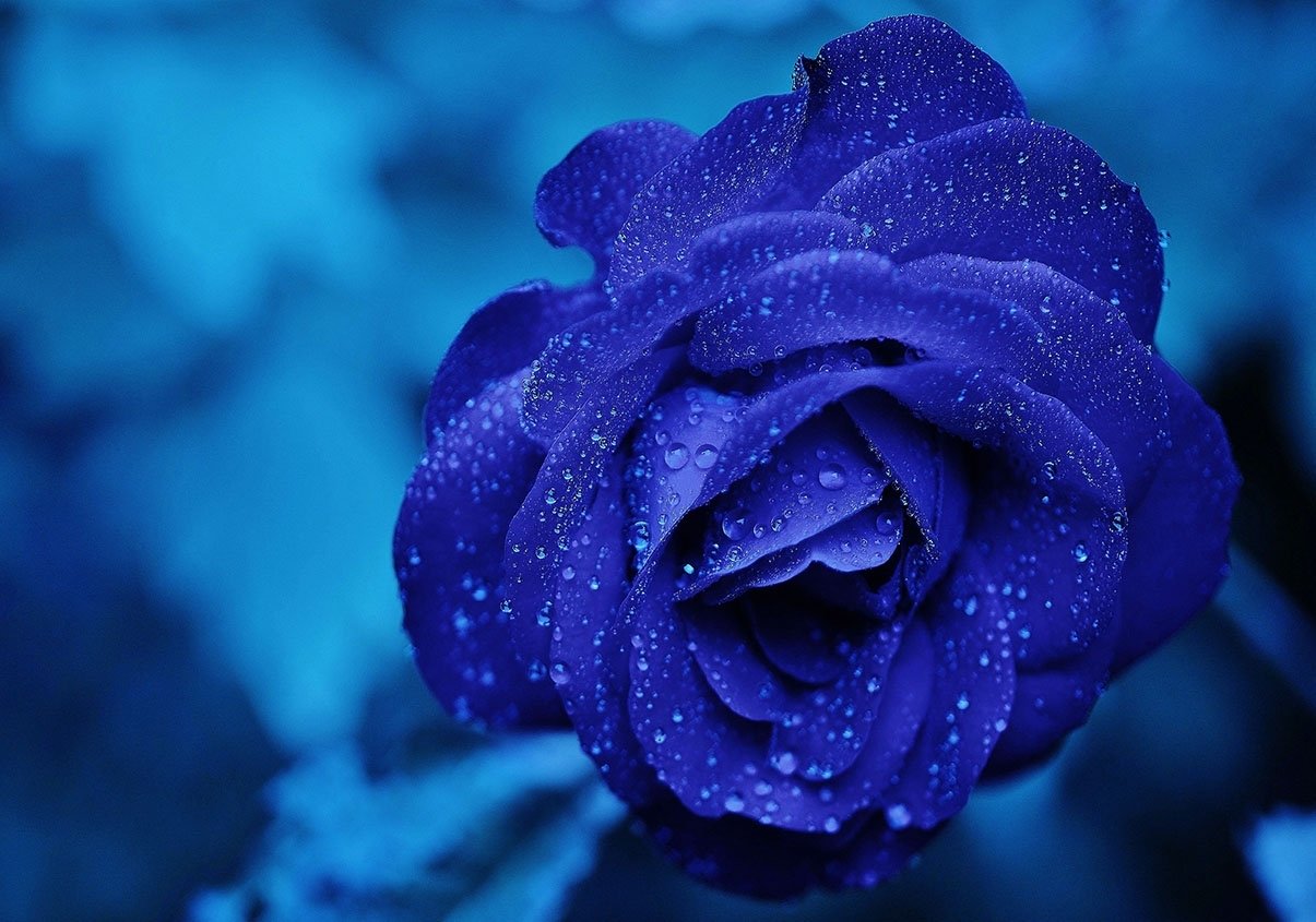 Nét đẹp ẩn sâu trong hoa hồng xanh khi được biến đổi gen.