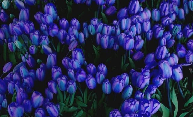 Những ý nghĩa đặc biệt của hoa Tulip màu xanh