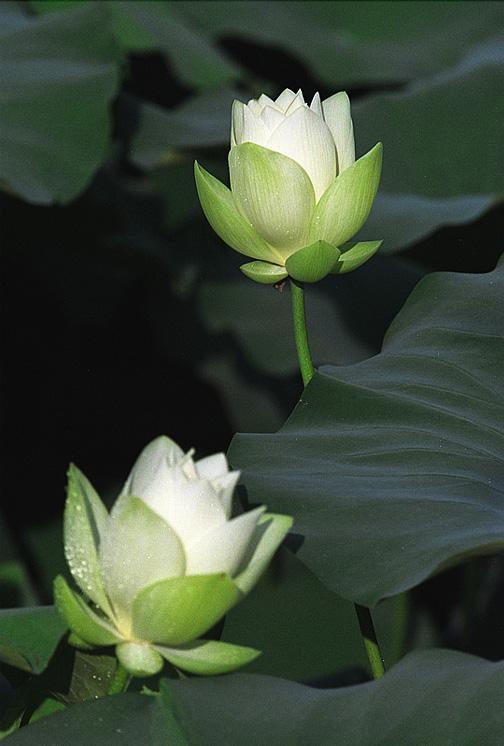 Hoa sen là loại hoa quen thuộc ở khu vực Đông Nam Á