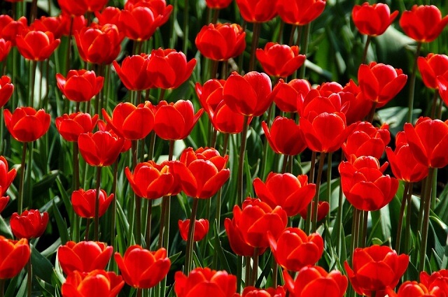 Y nghia cua hoa Tulip do