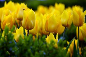 Y nghia cua loài hoa Tulip vang