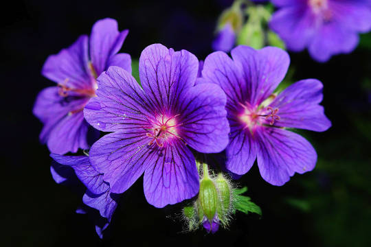 Y nghia ve hoa Violet