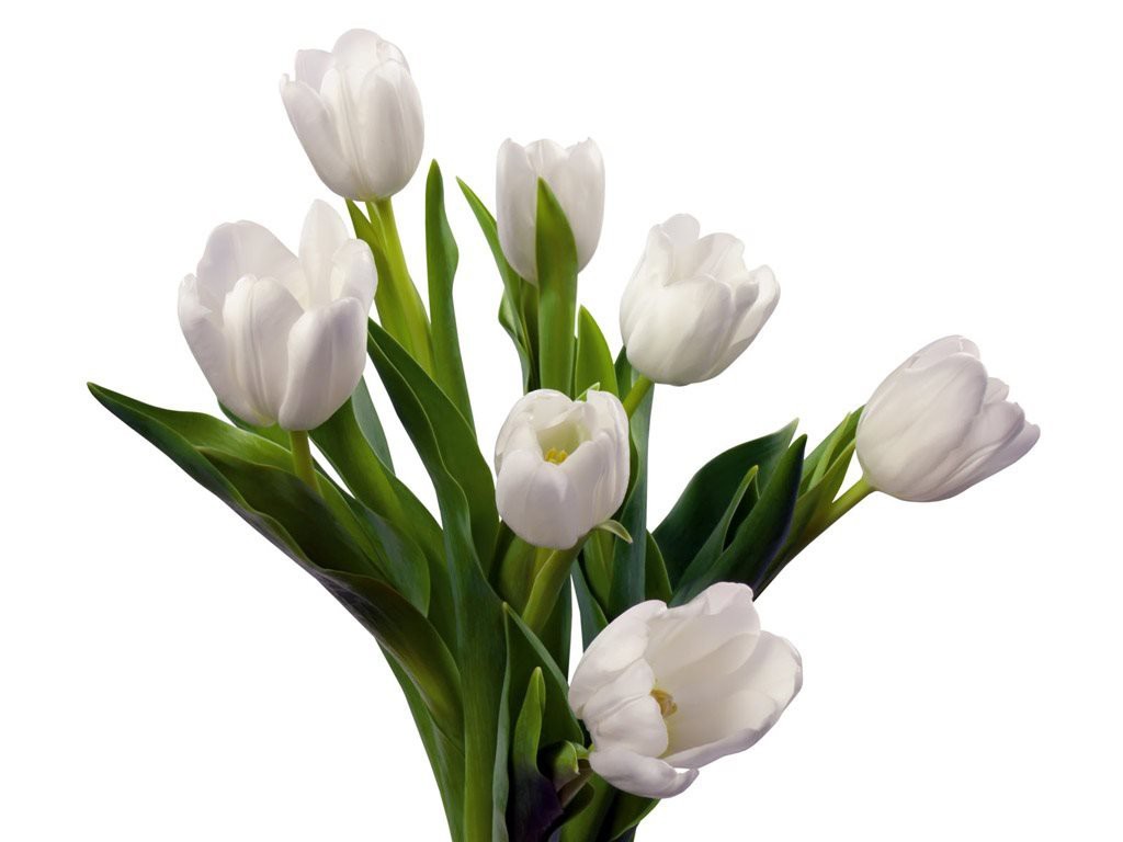 Hoa Tulip trắng | Biểu tượng của tình yêu trong sáng