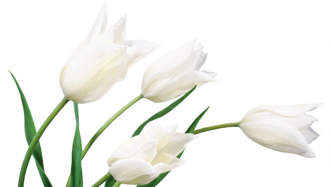 hinh anh hoa tulips dep 1304 10