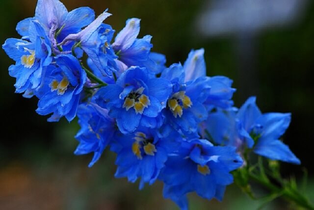Hoa phi yến xanh cực đẹp mắt