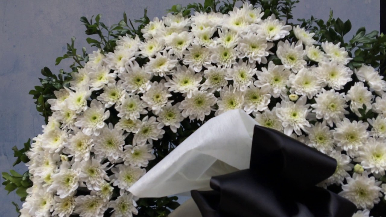 Hoa cúc trắng là loài hoa chia buồn được sử dụng phổ biến
