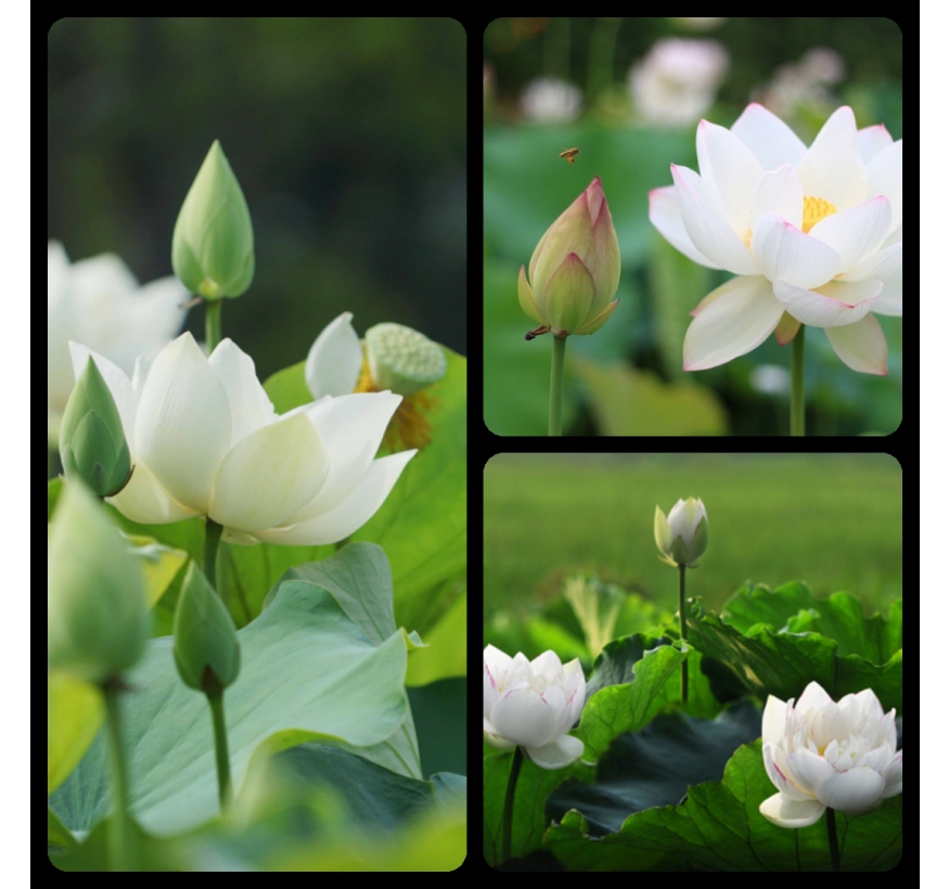 Hoa sen trắng là một trong những biểu tượng quan trọng nhất trong Phật giáo
