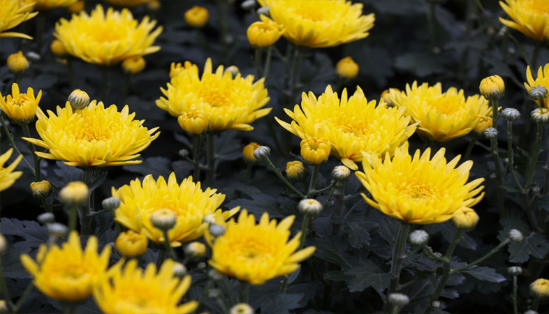 Hoa cúc được dùng để trưng trên bàn thờ ngày Tết 