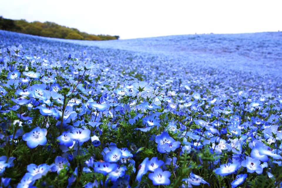 9 loài hoa màu xanh dương và ý nghĩa của chúng