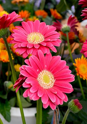 Shop Hoa Tươi Sunny 24h - nơi cung cấp hoa tươi toàn quốc giá rẻ 