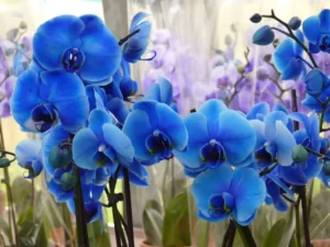 hoa lan ho diep mau xanh blue orchid 2 4b471f0b510549728f99895da924bd01 1