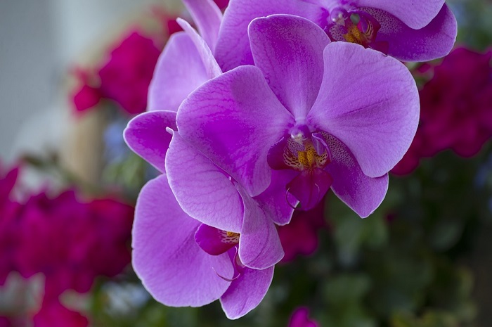 Trong tình bạn, hoa lan tím là biểu tượng của những gì tốt đẹp, gắn bó nhất