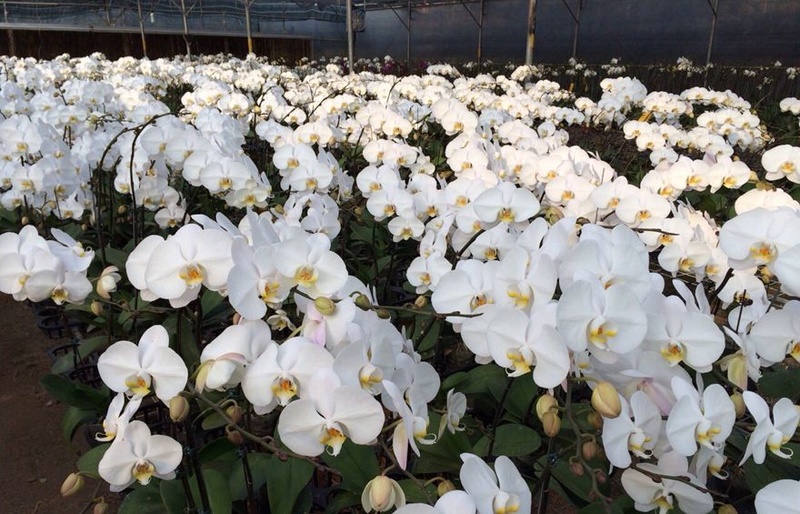 Shop hoa tươi Sunny – Điện Hoa Tươi 24H sẽ là điểm đến tuyệt vời cho những ai đang tìm kiếm các mẫu hoa lan hồ điệp trắng ấn tượng