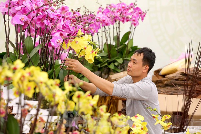 Cửa hàng hoa lan hồ điệp đẹp Hải Phòng