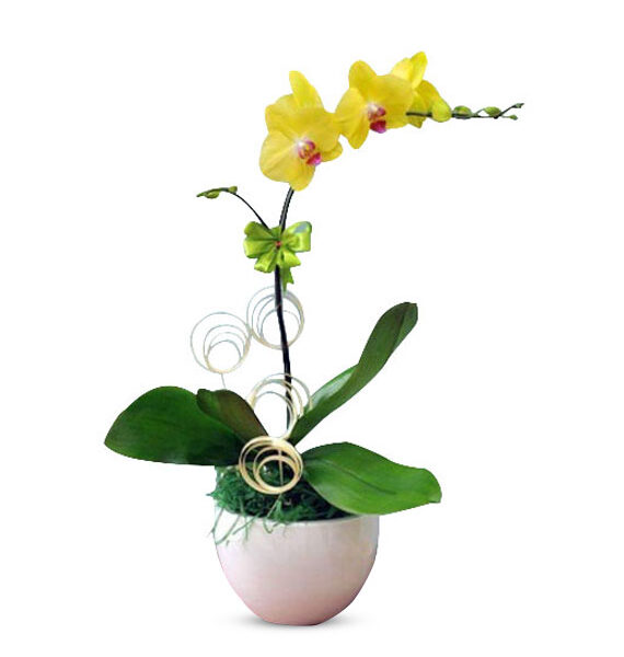 potted yellow orchids 01 branch 570x605 1