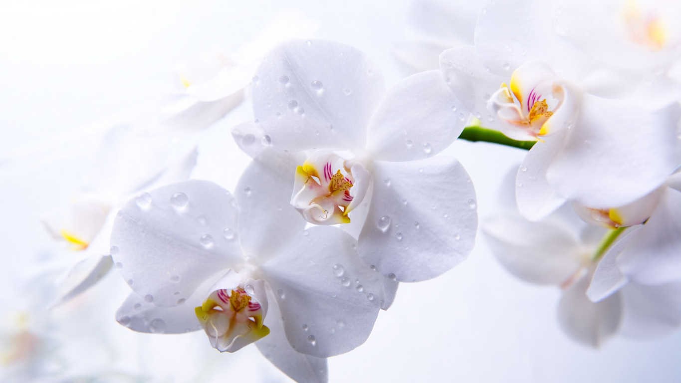 Hoa lan hồ điệp màu trắng được xem là biểu tượng của sự sang trọng
