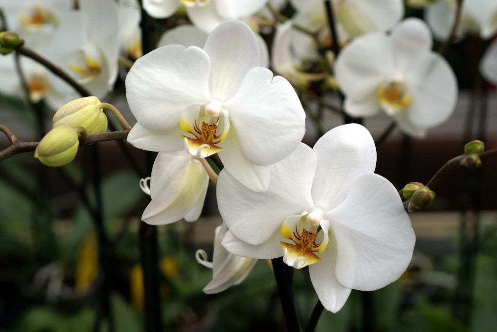 Lan hồ điệp trắng - Loài hoa của sắc đẹp thuần khiết