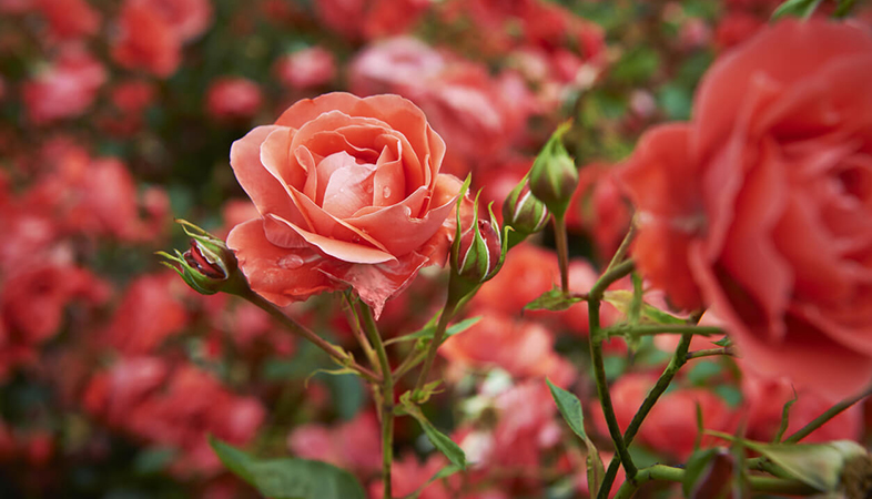 Hoa hồng cũng là loại hoa tặng mẹ rất ý nghĩa