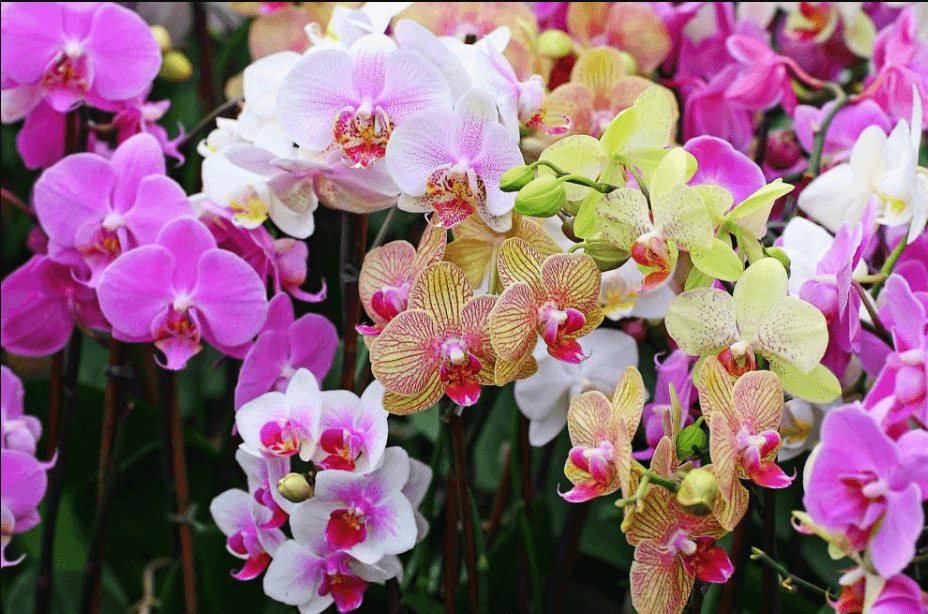 Lan hồ điệp có lẽ là loại hoa lan đẹp và gần gũi nhất với người Việt