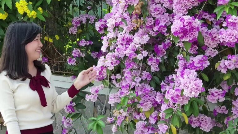 Cây hoa lan tỏi rất được ưa chuộng tại Việt Nam hiện nay
