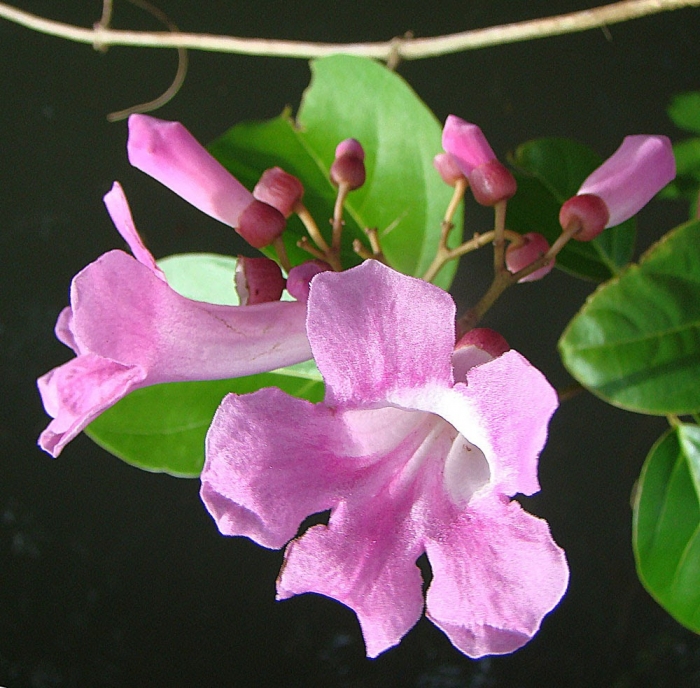 Hoa lan tỏi với màu tím đặc trưng là biểu tượng cho sự chung thủy