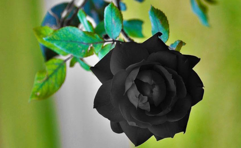 Hoa hồng đen chỉ được tìm thấy tại vùng Halfeti, thuộc tỉnh Shangle Urfa, Thổ Nhĩ Kỳ