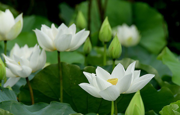 Hoa sen trắng còn mang ý nghĩa sâu sắc về tình cảm con người