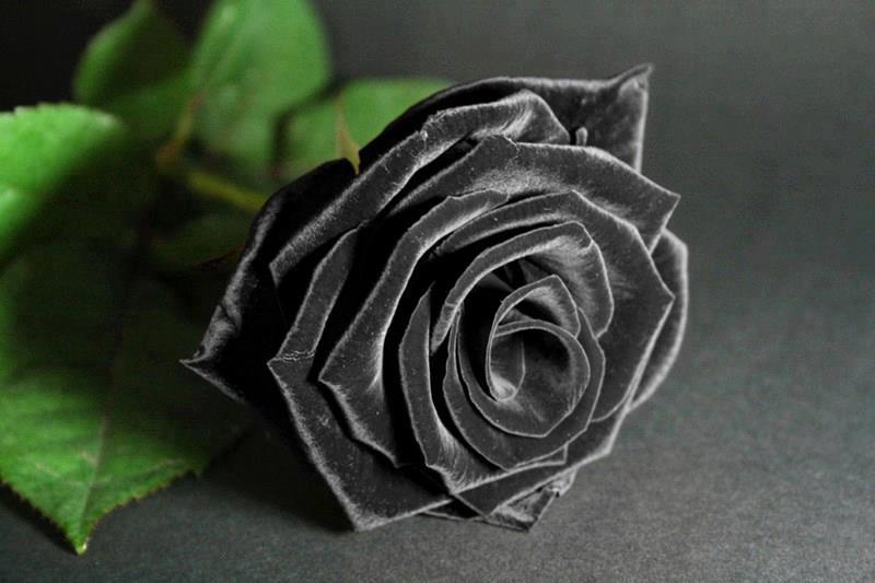Nguồn gốc, công dụng và ý nghĩa của hoa hồng đen?