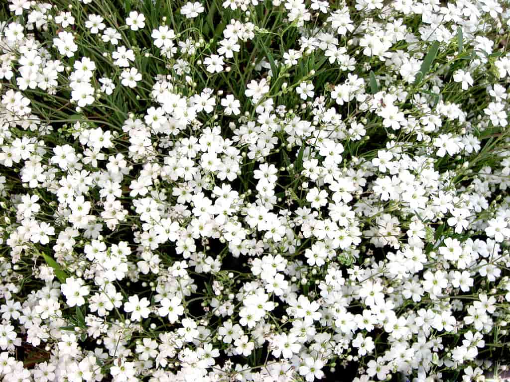 Hoa baby trắng mang ý nghĩa tình yêu vĩnh cửu và sự kính trọng
