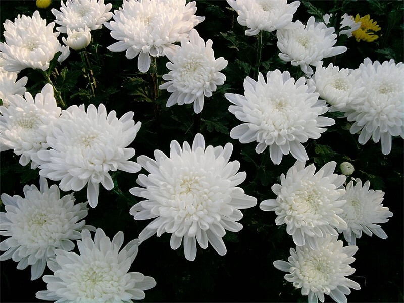 Hoa cúc trắng tượng trưng cho sự tinh khiết, vô tư và thân thiện