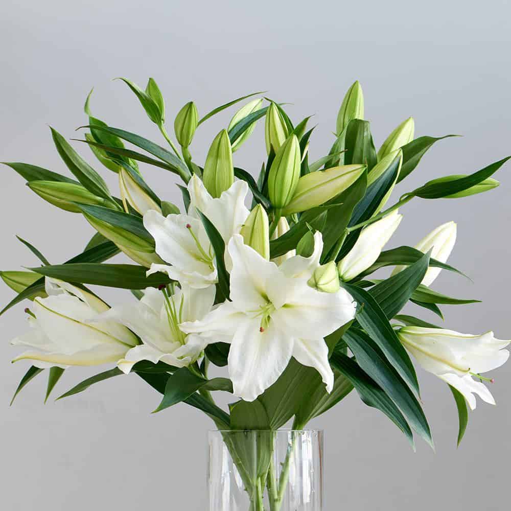 Hoa ly trắng tượng trưng của sự hoàn hảo và quý phái