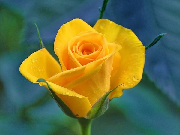 Hoa hồng vàng có nguồn gốc từ Châu Á