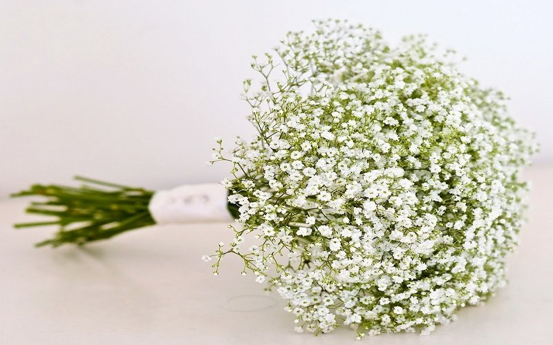 Ý nghĩa hoa màu trắng thể hiện sự thanh khiết, tình yêu và hy vọng