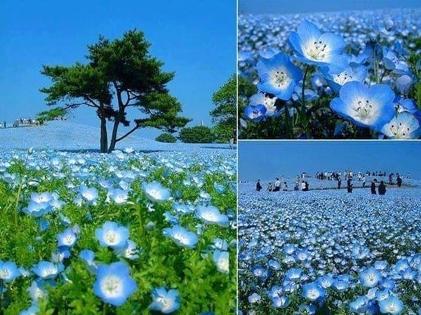 Những bông hoa màu xanh chỉ chiếm <10% các loài thực vật có trong tự nhiên